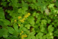 Solidago virga-aurea
